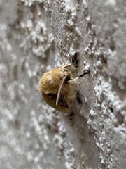 Megalopyge opercularis