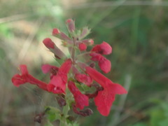 Stachys coccinea