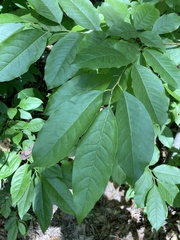 Oxydendrum arboreum