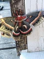 Hyalophora cecropia