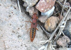 Platydracus vittatus