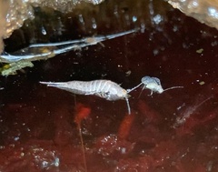 Archaeognatha