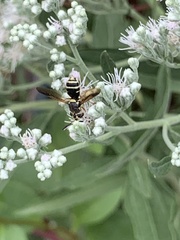 Hoplitimyia constans