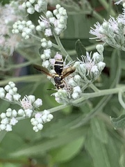 Hoplitimyia constans