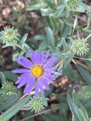 Dieteria canescens