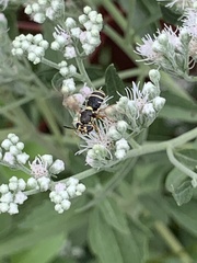 Hoplitimyia constans