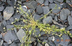 Sagina procumbens