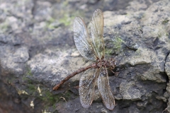 Boyeria vinosa