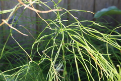 Equisetum