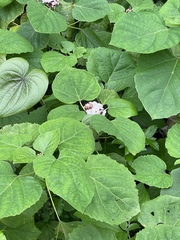 Clerodendrum chinense