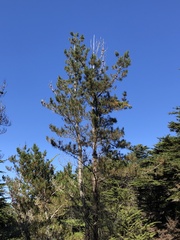 Pinus radiata