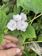 Clerodendrum chinense