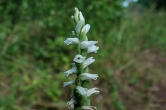 Spiranthes cernua