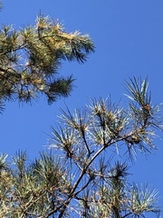 Pinus radiata