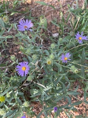 Dieteria canescens