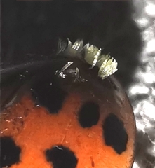 Hesperomyces harmoniae