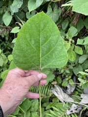 Clerodendrum chinense