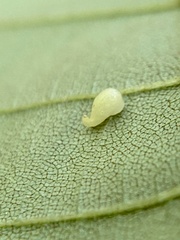 Caryomyia eumaris