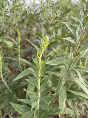 Rhopalomyia solidaginis