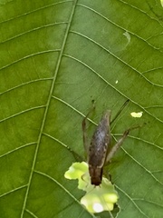 Hapithus saltator
