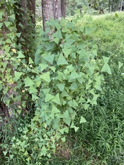 Persicaria perfoliata