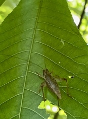 Hapithus saltator