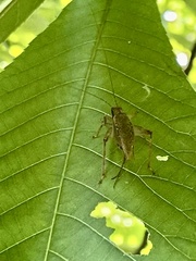 Hapithus saltator