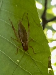 Hapithus saltator