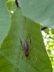 Hapithus saltator