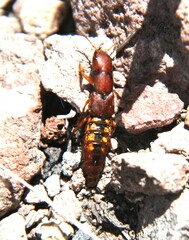 Platydracus vittatus