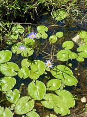 Nymphaea elegans