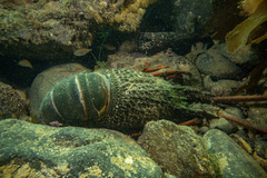 Sagmariasus verreauxi