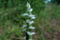 Spiranthes cernua