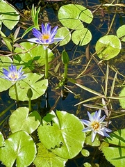 Nymphaea elegans