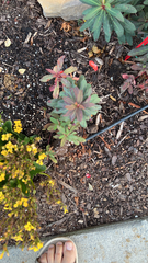 Euphorbia amygdaloides