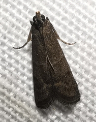 Eccopisa effractella