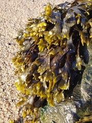 Gracilaria