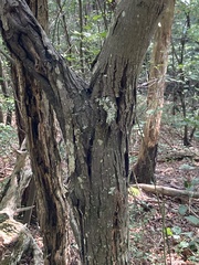 Cryphonectria parasitica