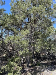 Pinus edulis