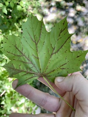 Acer platanoides