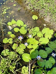 Nymphaea elegans