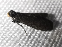 Eccopisa effractella