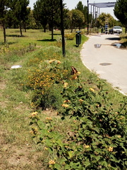 Papilio ornythion ornythion