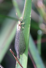 Brachynemurus