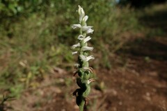 Spiranthes cernua