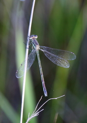 Lestes unguiculatus