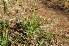 Spiranthes cernua