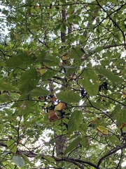 Cryphonectria parasitica