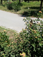 Papilio ornythion ornythion