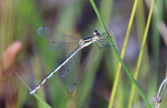 Lestes unguiculatus